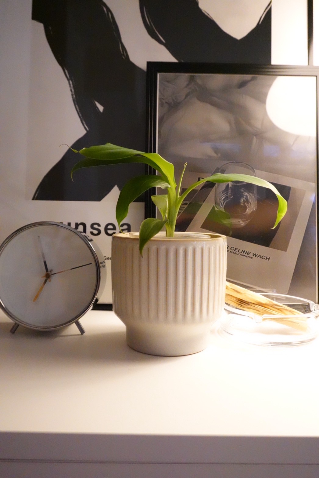 バナナの木の育て方｜南国気分を楽しむ観葉植物ガイドの写真