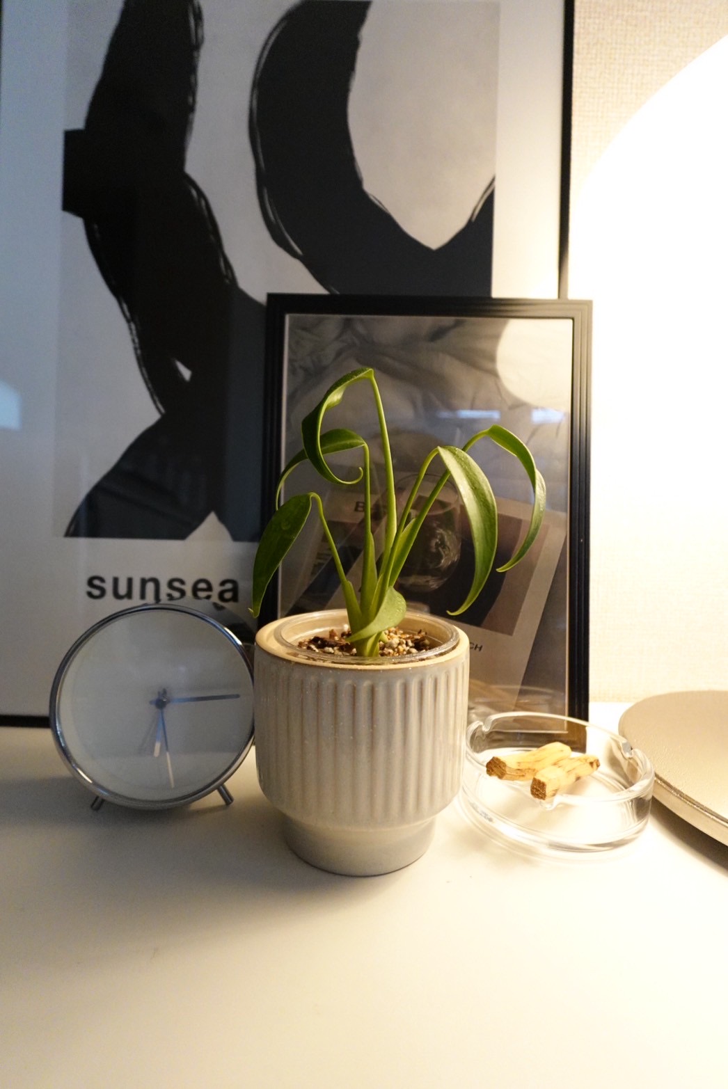 モンステラの育て方｜初心者でも楽しめる人気観葉植物ガイドの写真