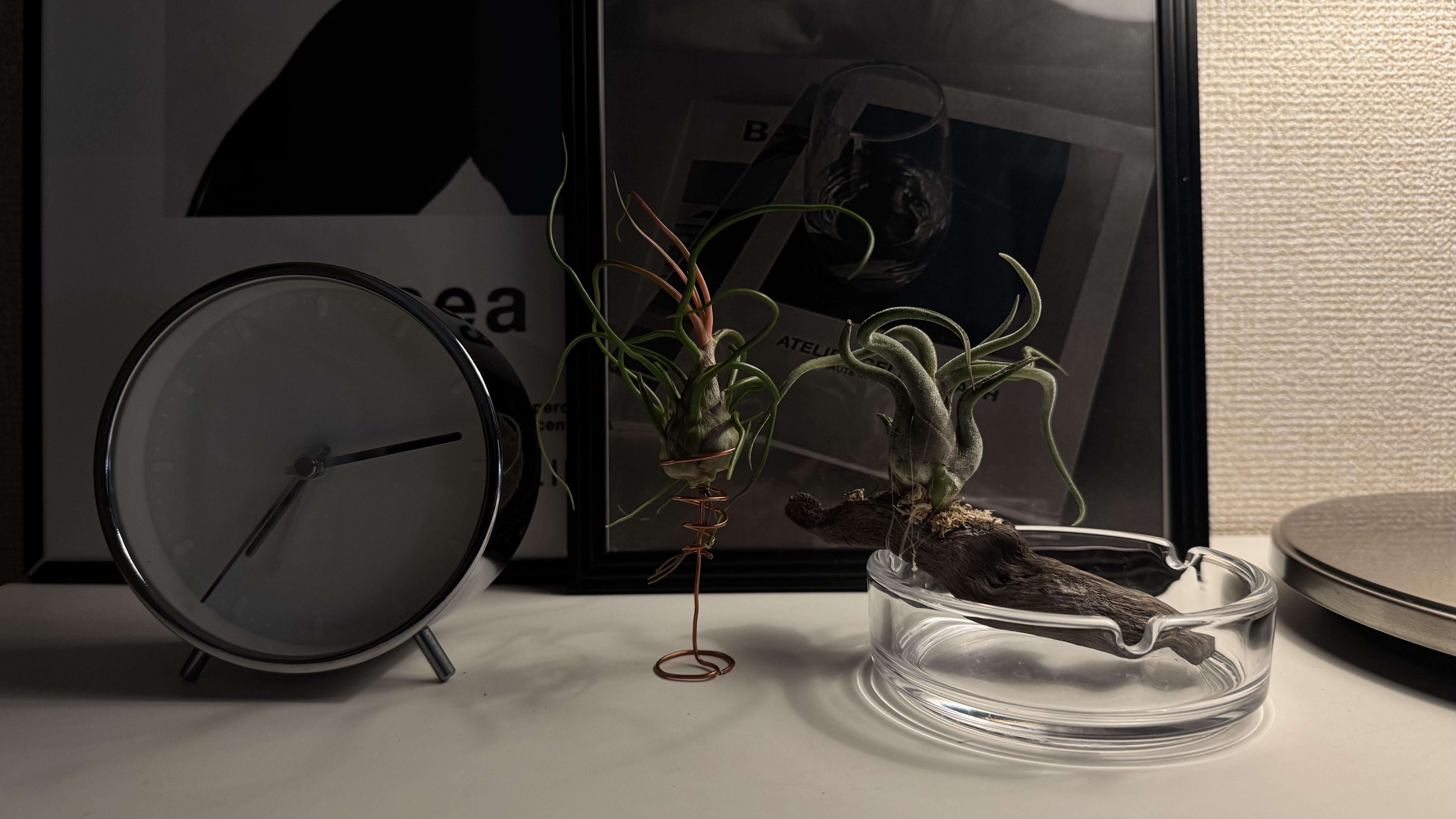 エアプランツ初心者ガイド｜初めてのチランジアの育て方の写真